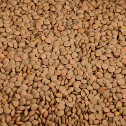 Lentils 10Kg